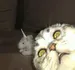 L1L1pyt