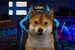 GamesFinnDoggy