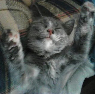 DeJaVuCatZ