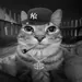 PIPA_25