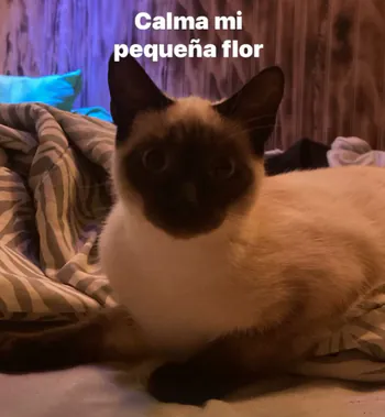Ratonckkm