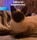 ratonckkm