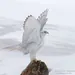 XFalconXxMrKO