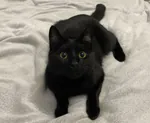 sewuss1