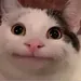 FrankTheHamster