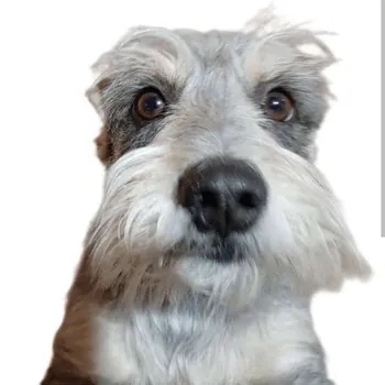 BienPeludo