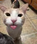 FriskyCat