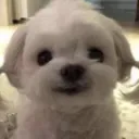 Scoundrelia