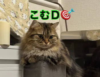 comuD