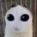 lilybutteredbeans