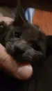 WatonCornelius