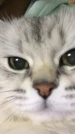 T1_Noxus