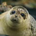 Sealify