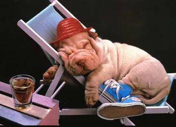 SharPei_S