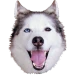PaPaJDub Profile Picture