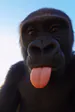 learnermonke