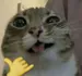 T0NYJA