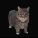 IamcatX