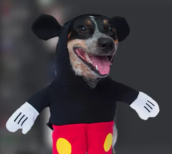 Chiwisx1