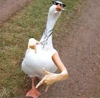 Nikucer