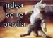 luconaso
