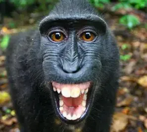 wugamuda