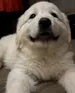 Weildenfr