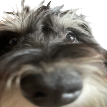Mizi