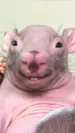 ineed1080p_ow
