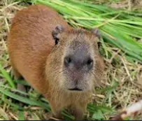 Capybara_1067