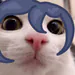 Nizucito