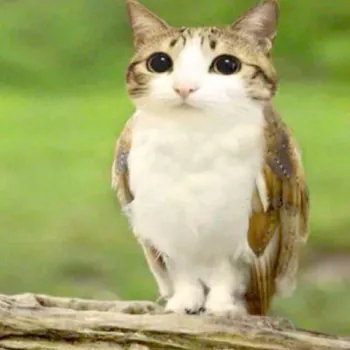 mikariowo