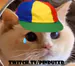 PindusXDD
