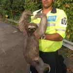 bundysloth Kick