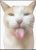 gatosigma007