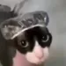 flavi4cast