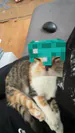 Enzoo_wh