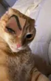 papafrita_699
