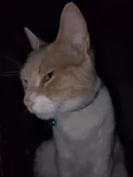 YingoBell profile picture