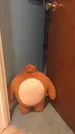 Teddy_cz1