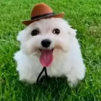 alecrimzika Kick Profile Picture