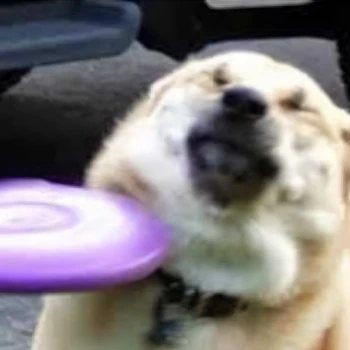 b0wditch