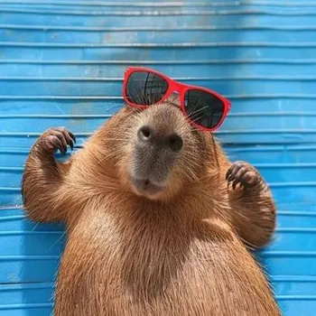 CapibaraChalon