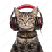 zenawhat