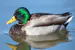 VakQuack