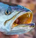 politeTrout