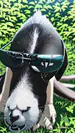 Skiv31