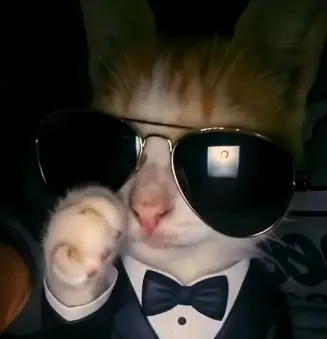 Ozzy_player