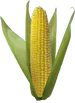 maizmilpa