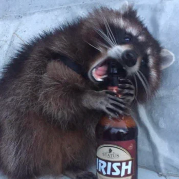 DrunkRaccoon